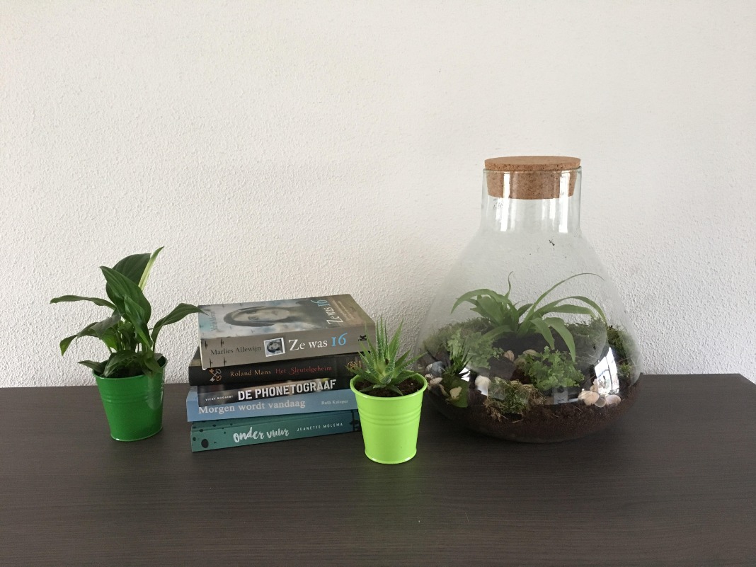 DIY ‘planten terrarium’- maak je eigen mini ecosysteem