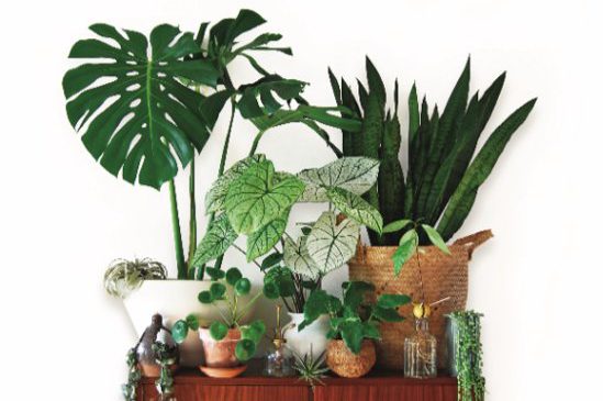 Plantastic – groene vingers kun je kweken