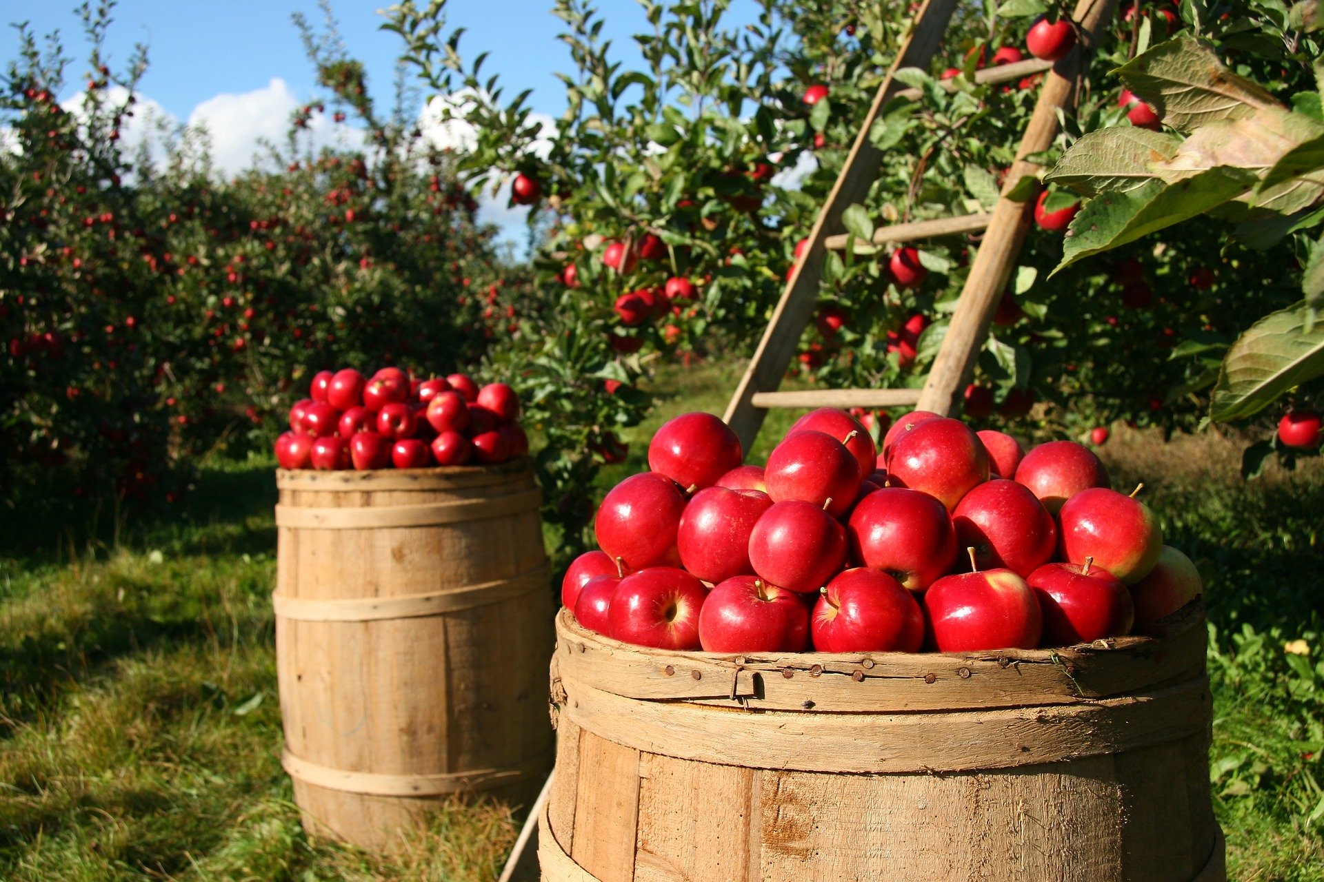 Hoe gebruik je appels optimaal?