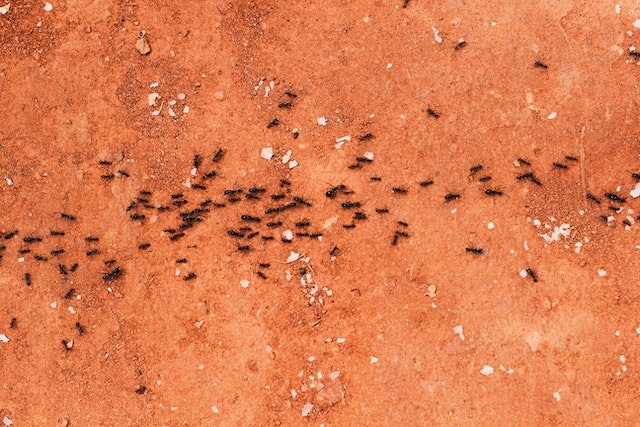 Welke milieuvriendelijke oplossingen zijn er tegen mieren in huis?