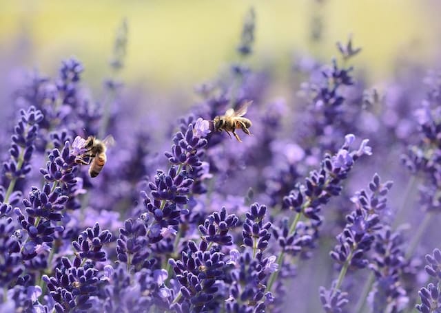 Welke planten zijn goed voor de bij?