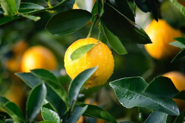Het onderhouden van een citroenboom