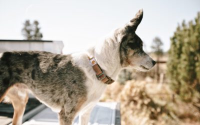 Stoere stijl voor je hond: de Journeyman halsband