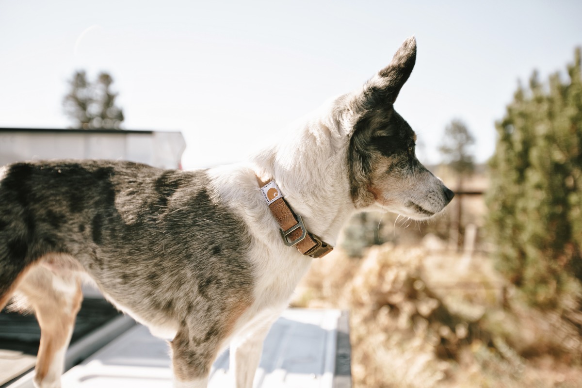 Stoere stijl voor je hond: de Journeyman halsband