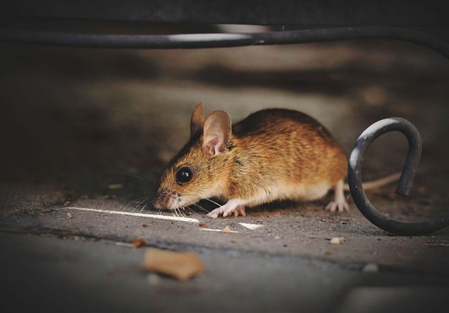 muis op een vuile vloer in huis.