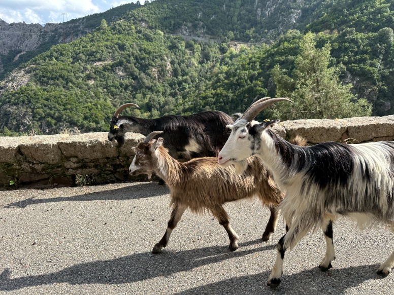 Parels van Corsica.