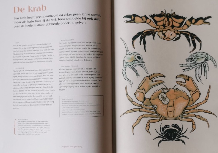 Het boek 'Metamorfose' opengeklapt op de paina van de krab. Aan de linkerkant tekst aan de rechterkant illustraties.