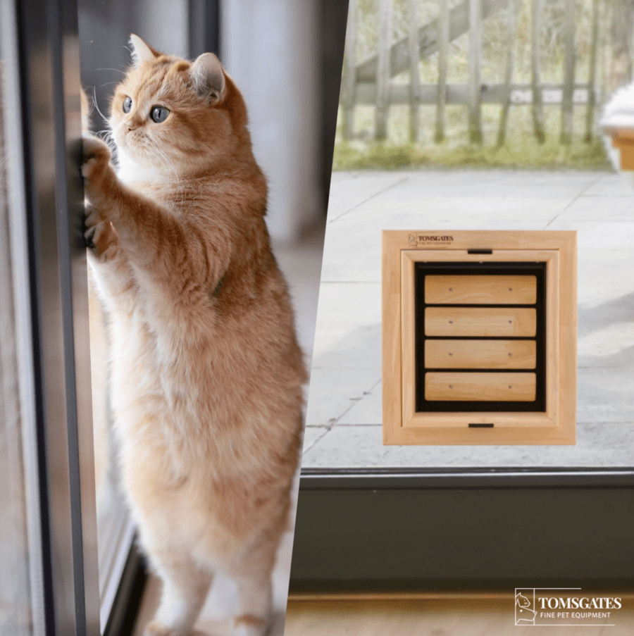 Aan de linkerkant een kat die rechtop staat te kijken uit het raam. En aan de rechterkant een kattenluik in een raam/deur.