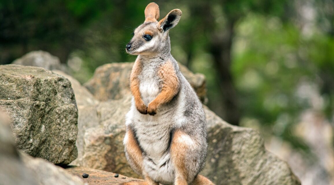 Geelvoet-rotswallaby een nieuw hoofdstuk voor GaiaZOO