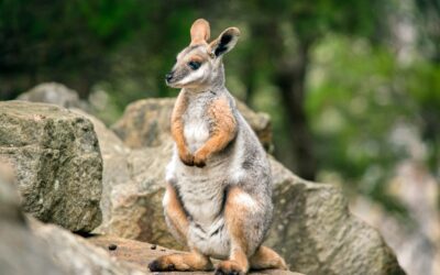 Geelvoet-rotswallaby een nieuw hoofdstuk voor GaiaZOO